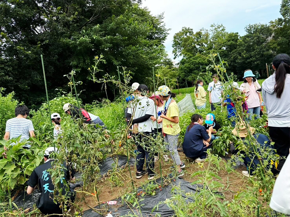 7月農学校　野菜の収穫の様子